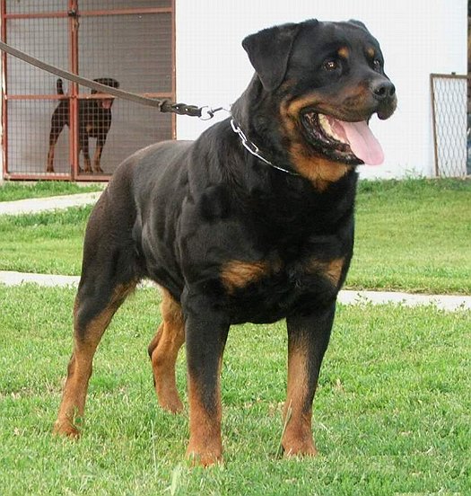 Black And Brown Dogs Breeds